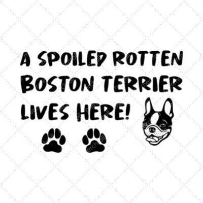 A Spoiled Rotten Boston Terrier Lives Here! SVG PNG EPS DXF AI Download